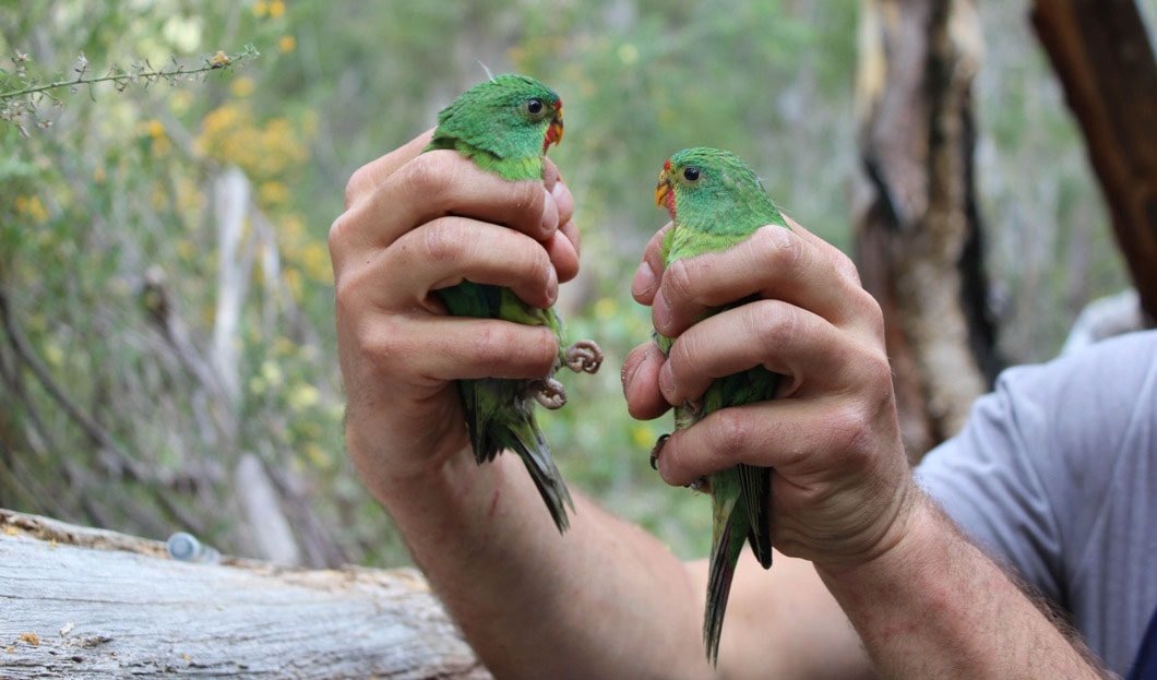 Persistent logging greatest threat to swift parrot, scientists find ...