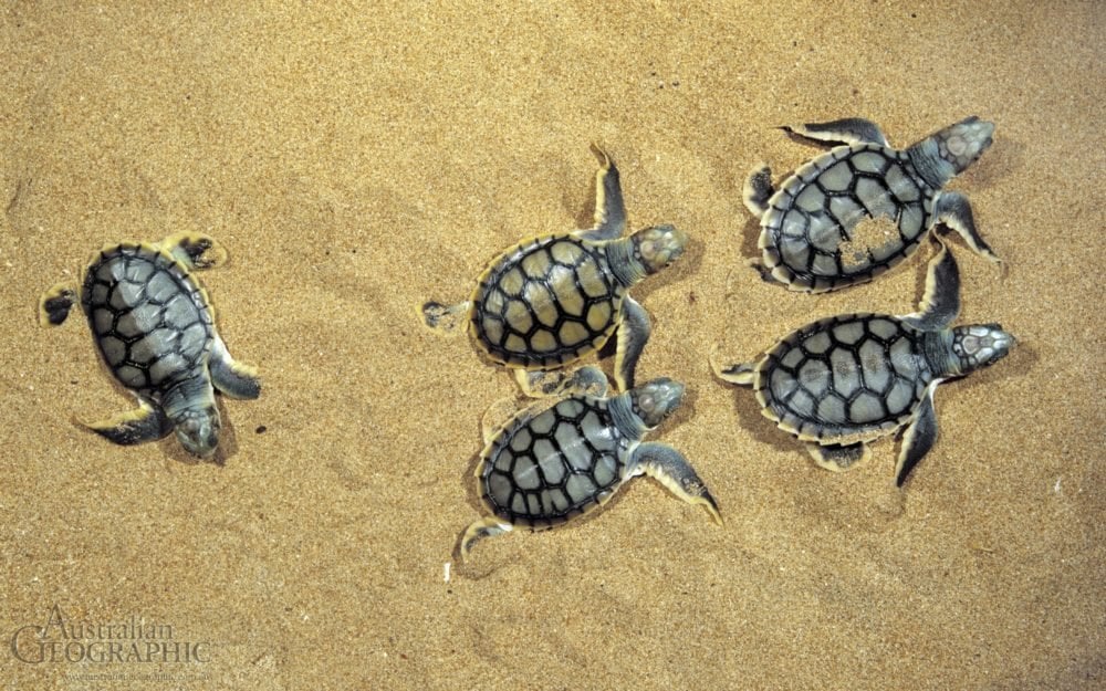 Images Of Australia: Flatback Turtle Hatchlings - Australian Geographic