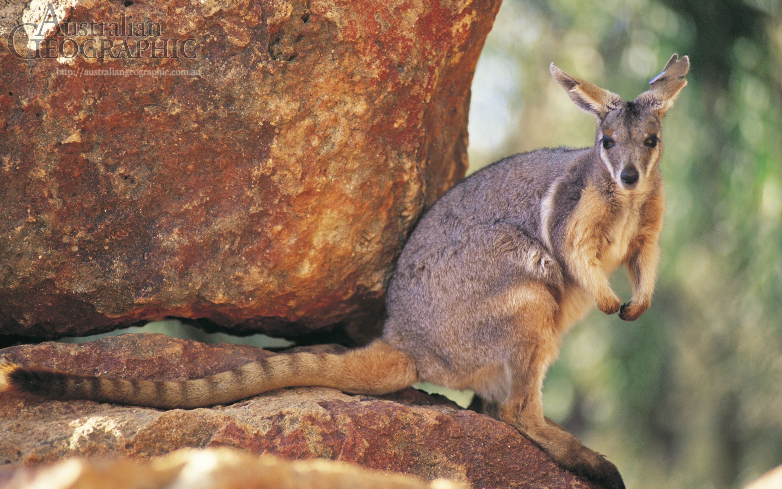 Images of Australia: Yellow-footed rock wallaby - Australian Geographic