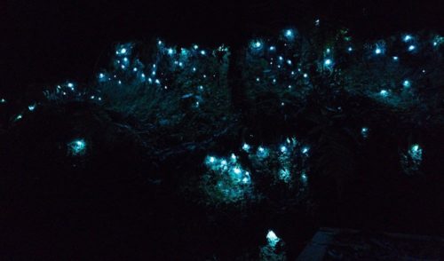 download bioluminescent worms