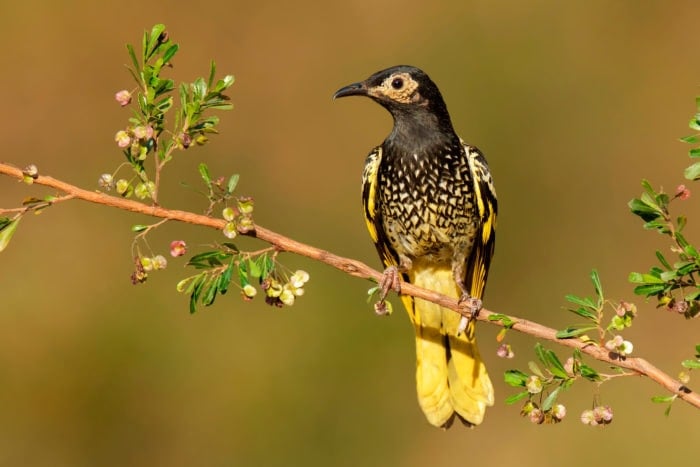 Save the beautiful regent honeyeater