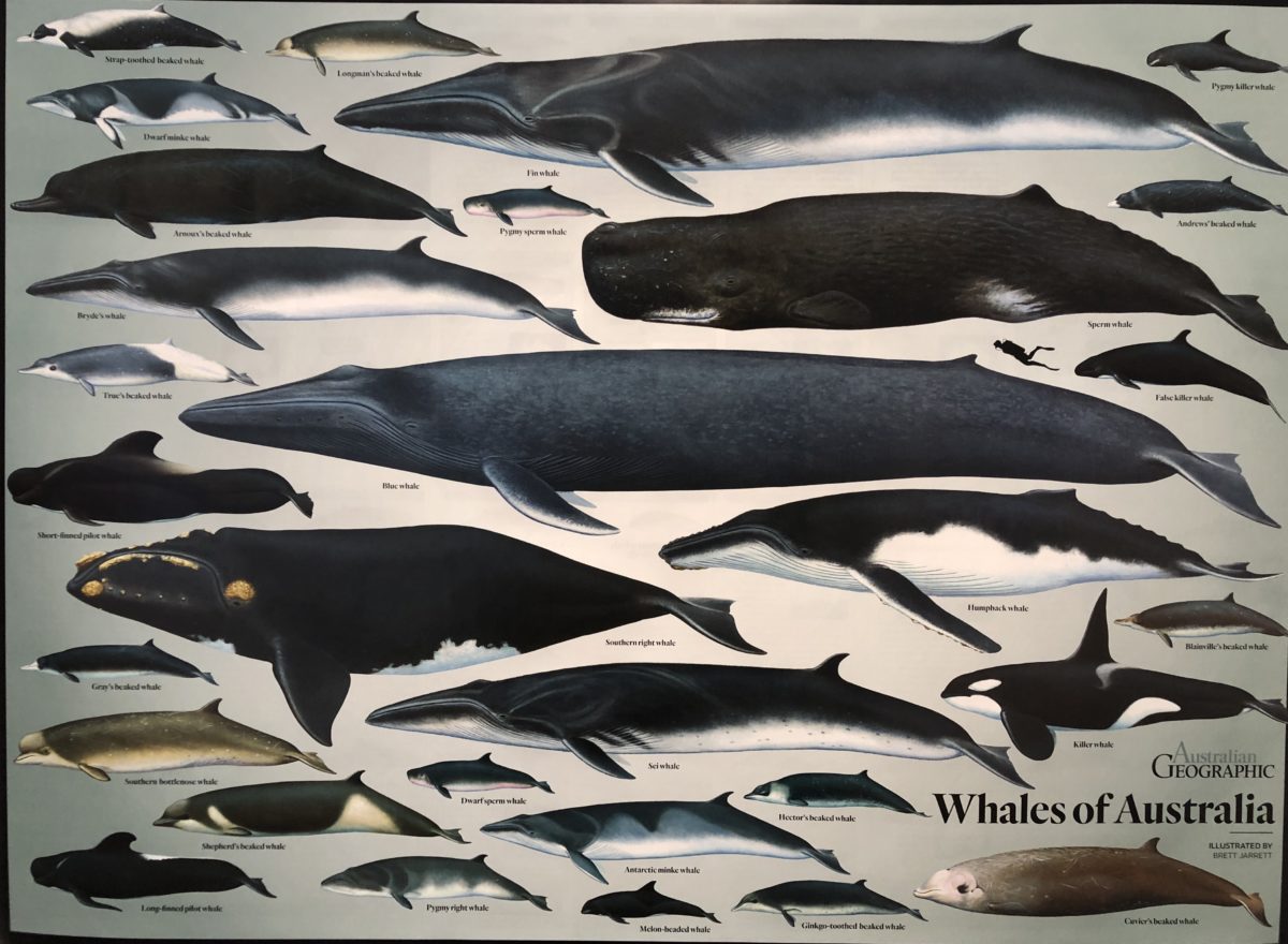 Whales of Australia Poster (flat) - Australian Geographic