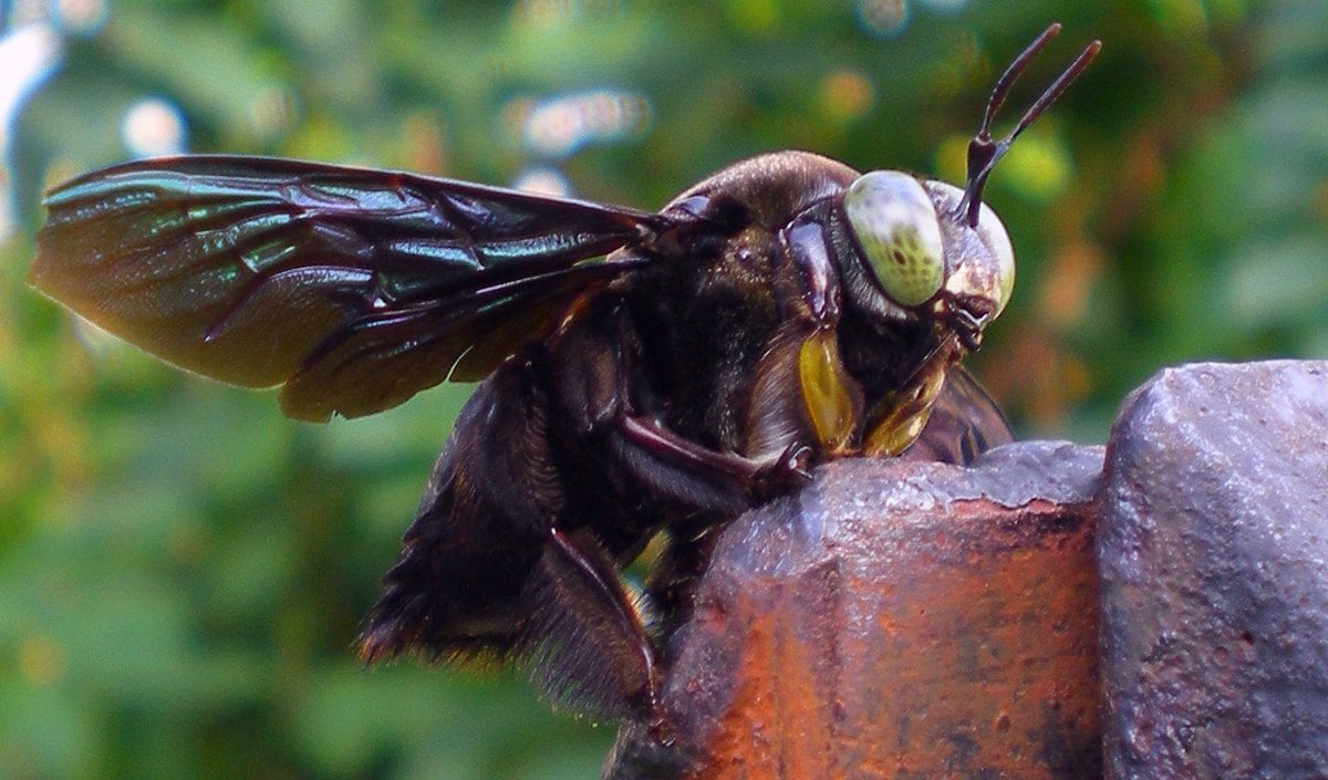 big black bee name