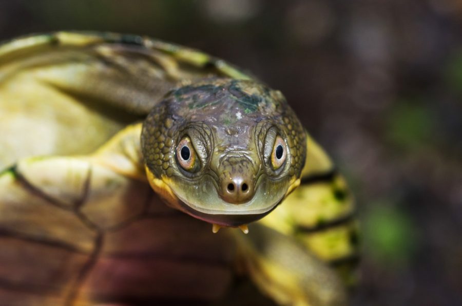 35 Bellinger River snapping turtle hatchlings bring hope for critically ...