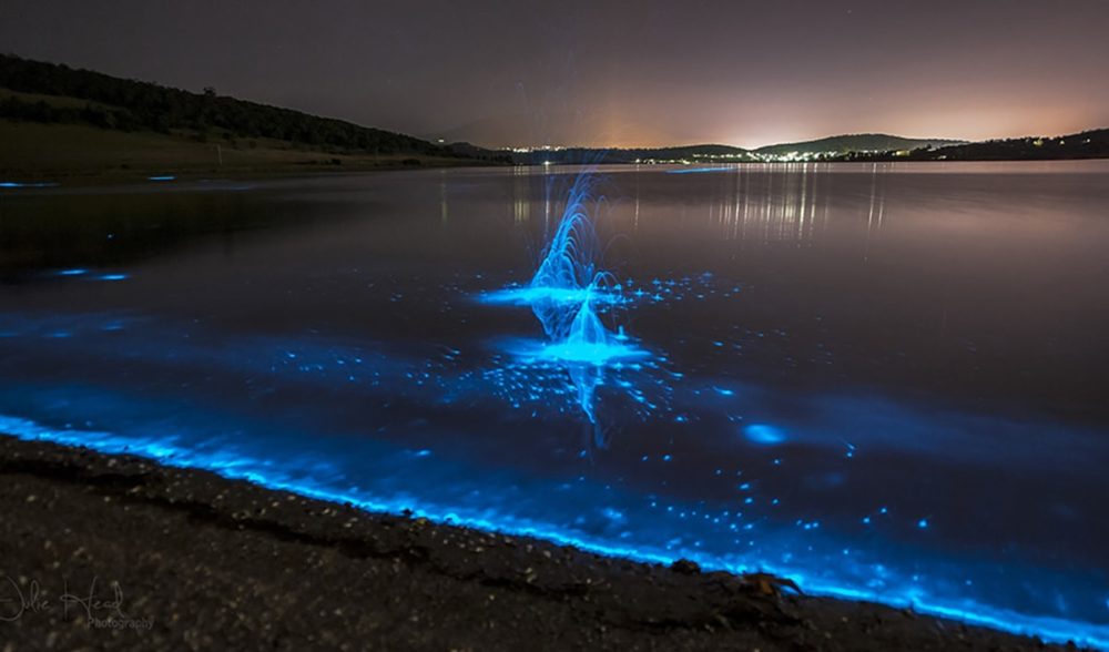 This Giant Firefly Looks Even Weirder In The Light - Australian Geographic