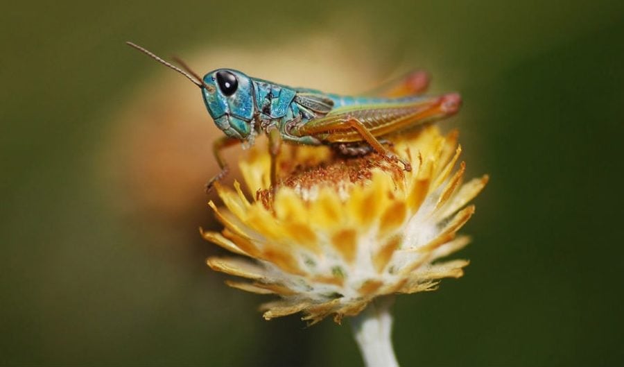 Why So Blue? Unravelling Colour-change In The Chameleon Grasshopper ...