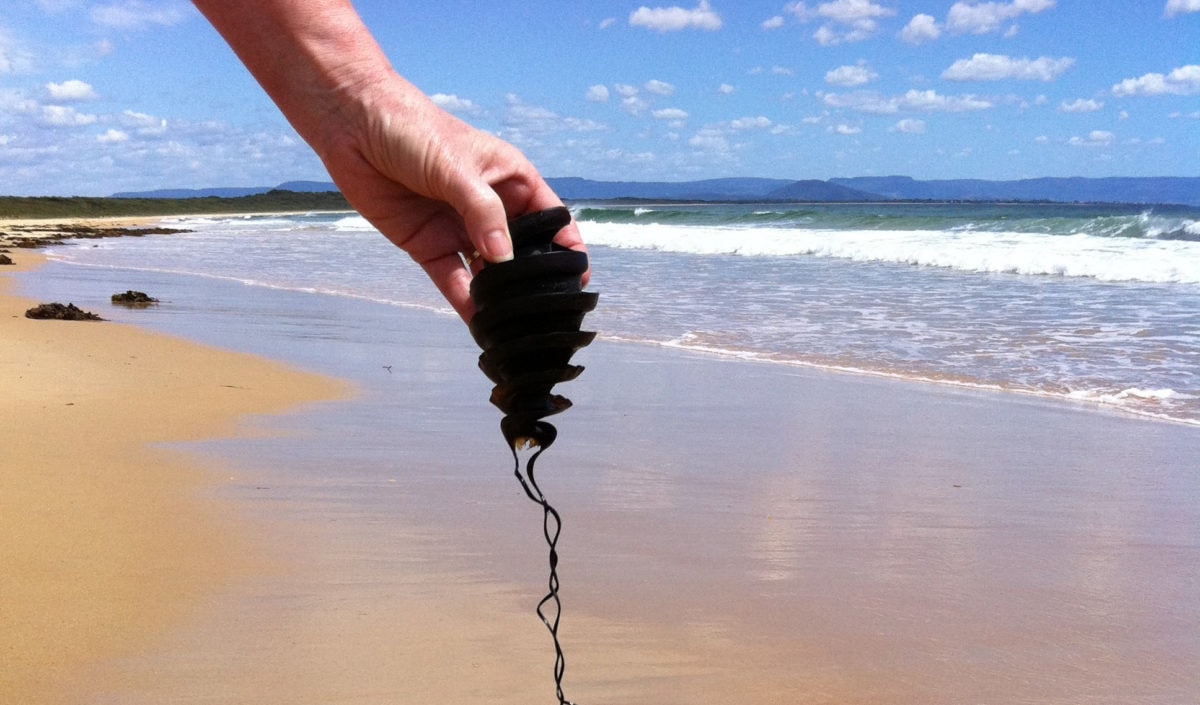 the-weird-world-of-shark-eggs-australian-geographic