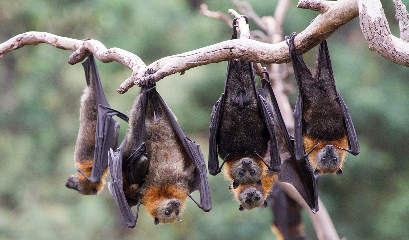 giant bats flying fox