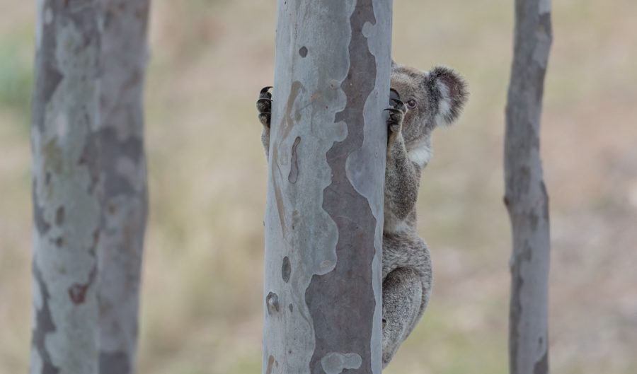 Koala Habitat Protection with Detection Dogs - Australia