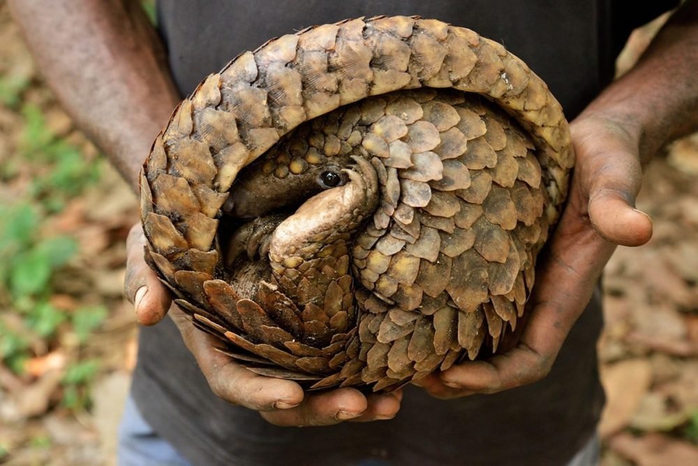 jelly cat pangolin