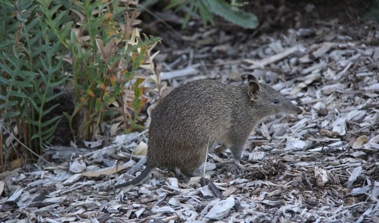 Quenda poo critical to saving threatened tuart trees - Australian ...