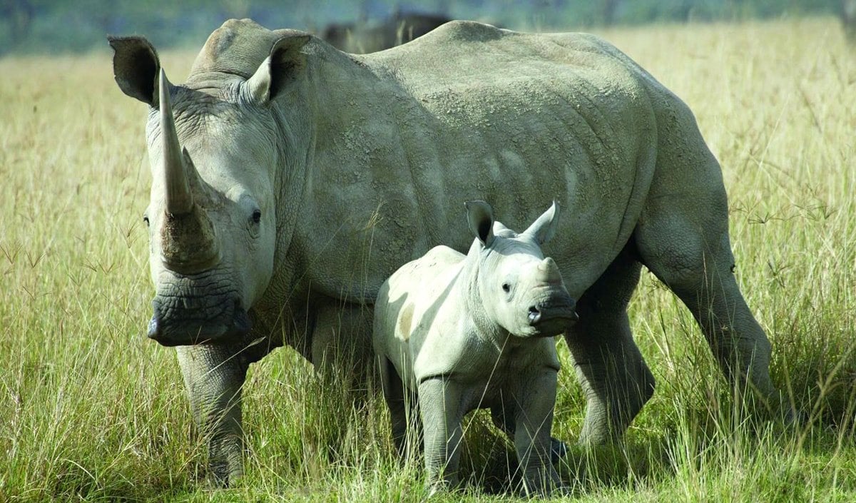 Time May Be Running Out for Rhinos as Poaching Persists Worldwide - Pacific  Standard