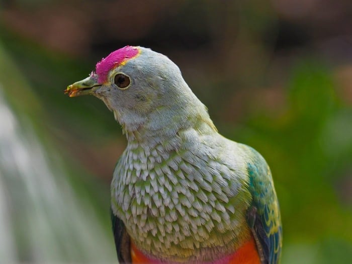 Meet Australia’s rainforest pigeons