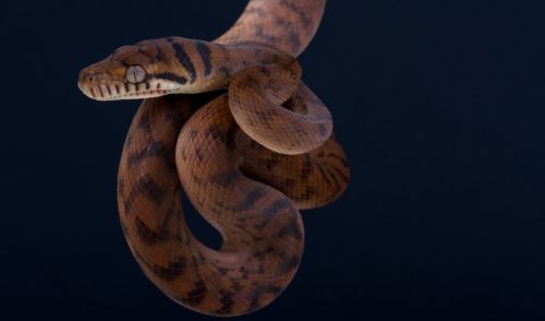 Python parasite pulled from Australian woman's brain - Australian Geographic