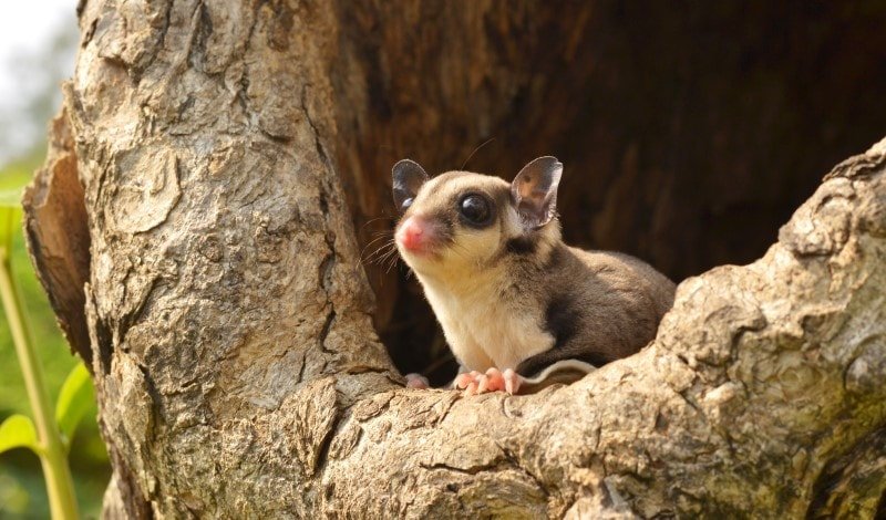 Sugar gliders in the hot sale wild