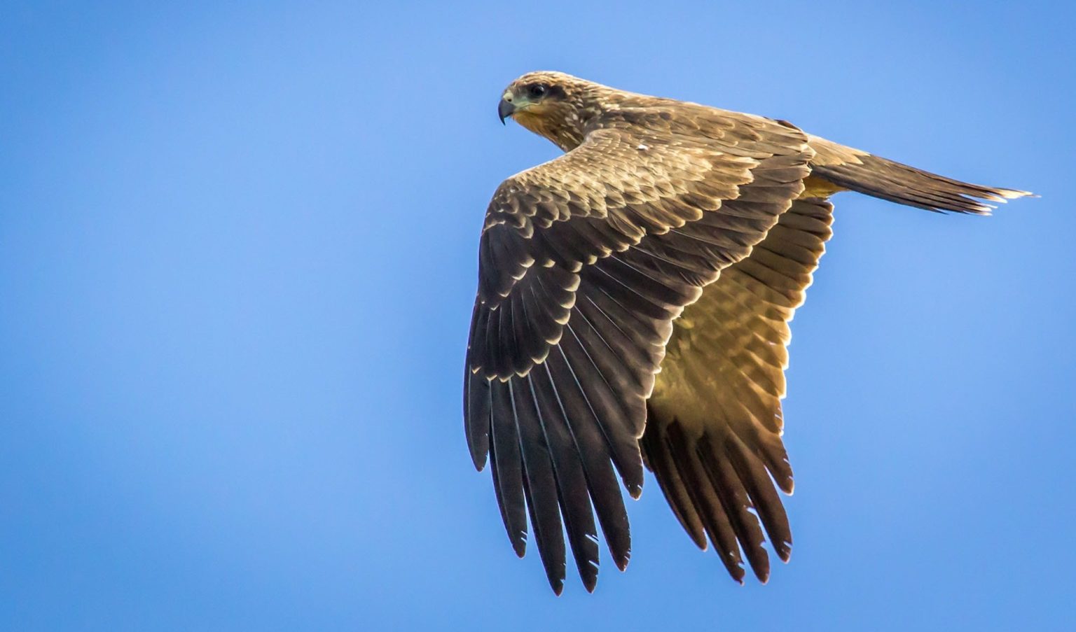 Don’t be fooled by the black-shouldered kite’s smouldering good looks ...