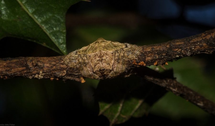 This wrap-around spider is weirdly adorable