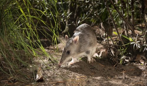 The bandicoots in your backyard