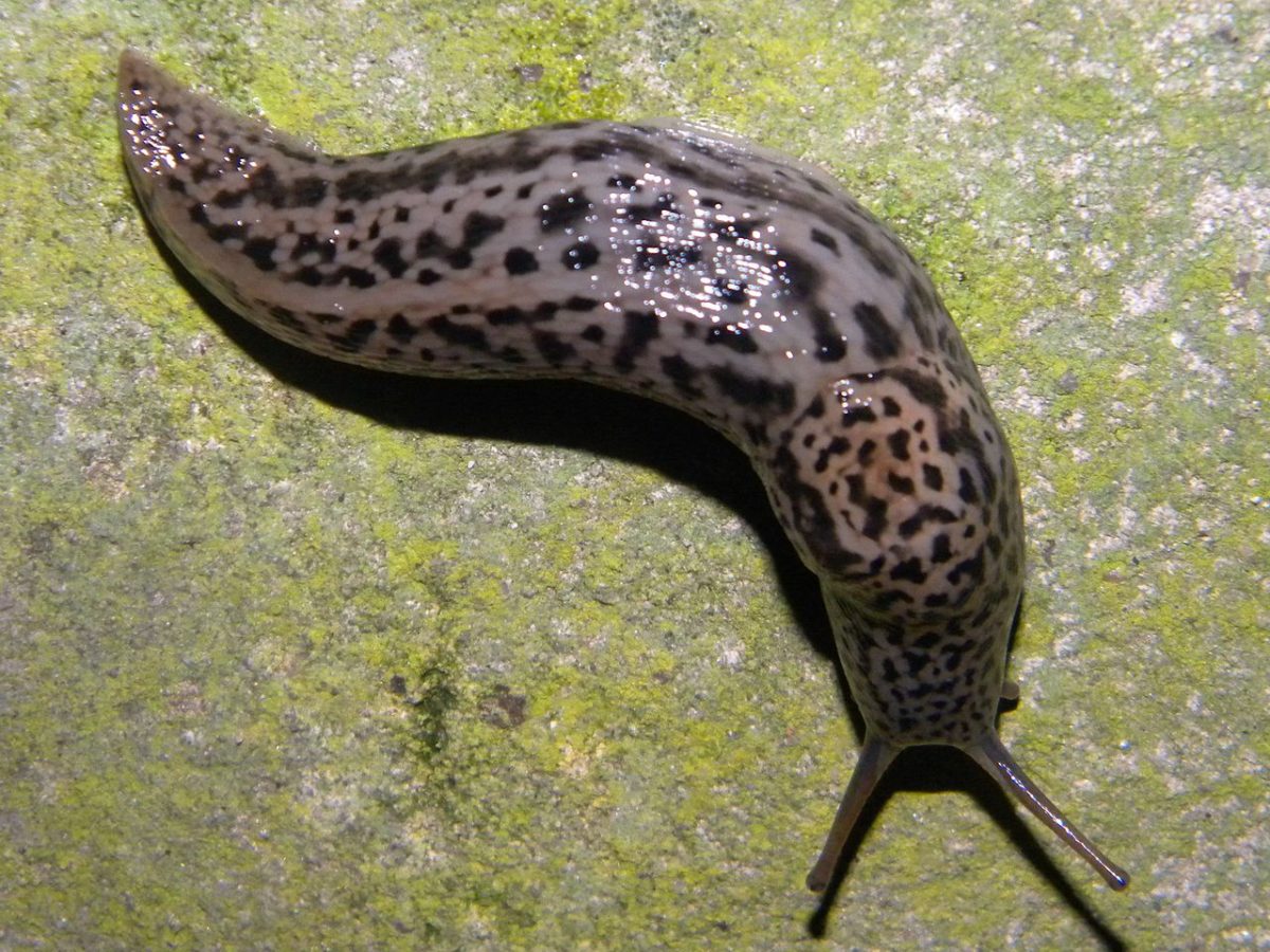 All the colours of the rainbow 8 bizarre Australian slugs