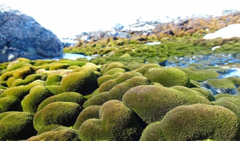 The Moss Forests Of Antarctica Are Dying   Moss In Antarctica 768x452 