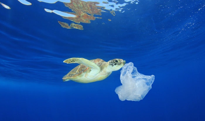 How much plastic does it take to kill a turtle?