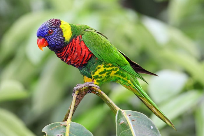 You may know rainbow lorikeets, but about all other