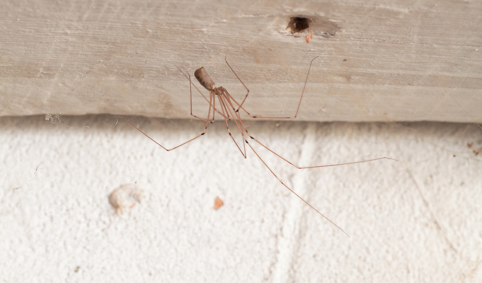 Daddy long-legs spider - Australian Geographic