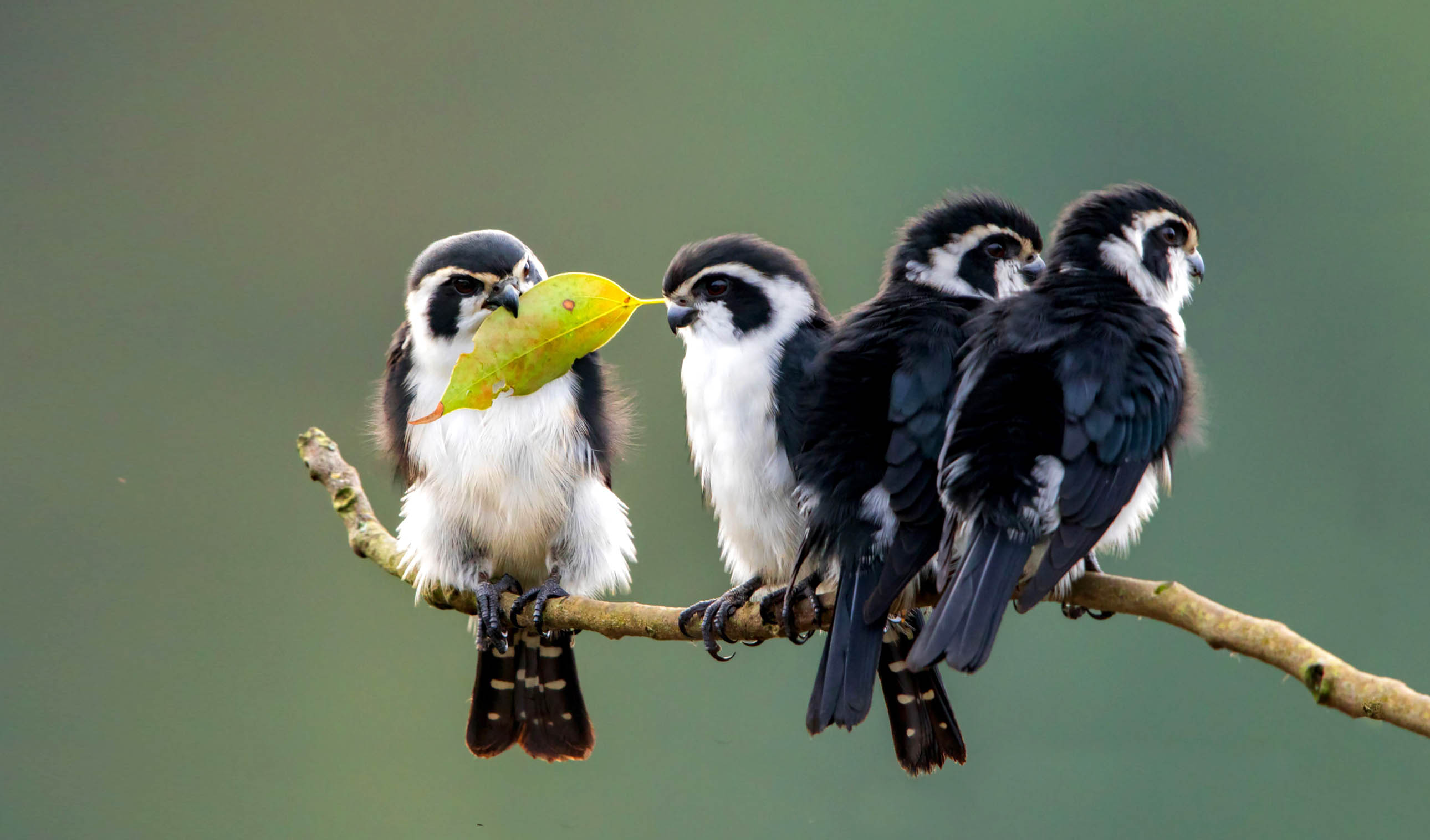 falconet bird