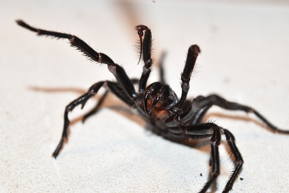 nsw-funnel-web-spiders-emerge-early-for-mating-season