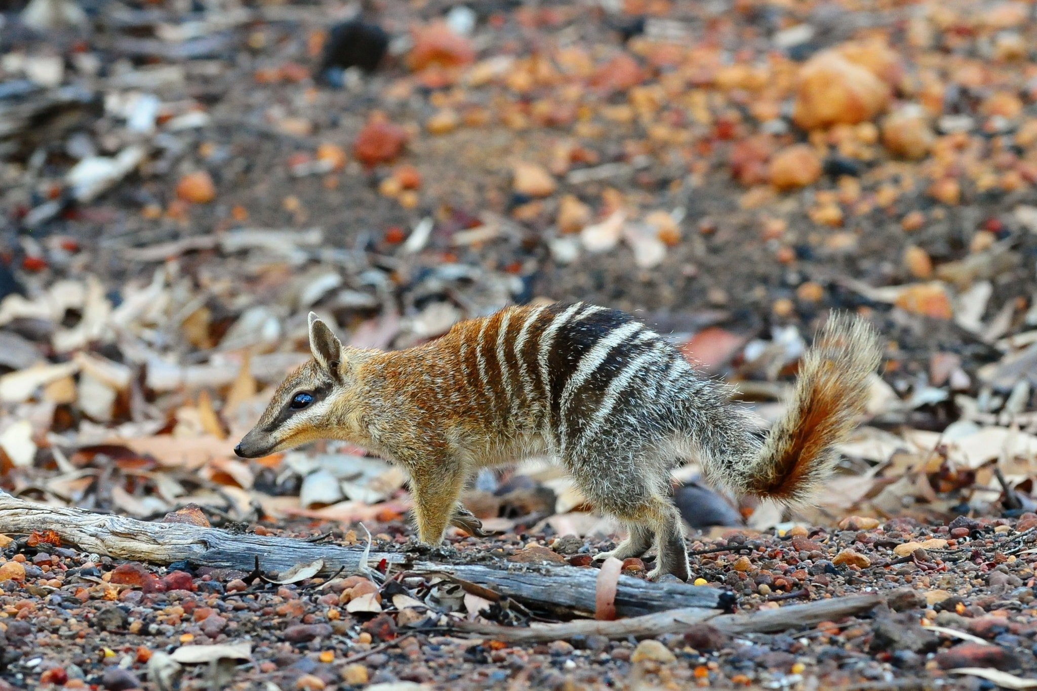 AG Reader Photo of the Week: numbat in the woods