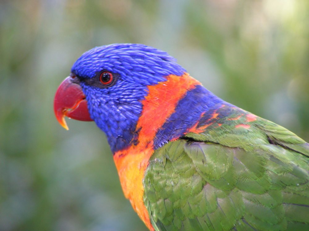 You may know rainbow lorikeets, but what about all the other lorikeets?