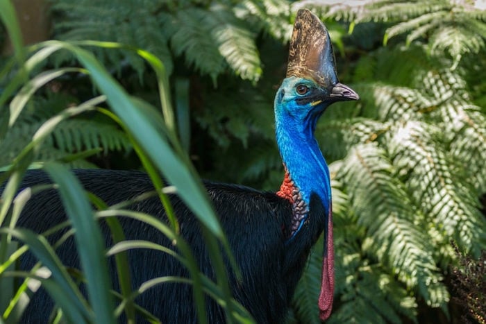 australia-s-big-birds