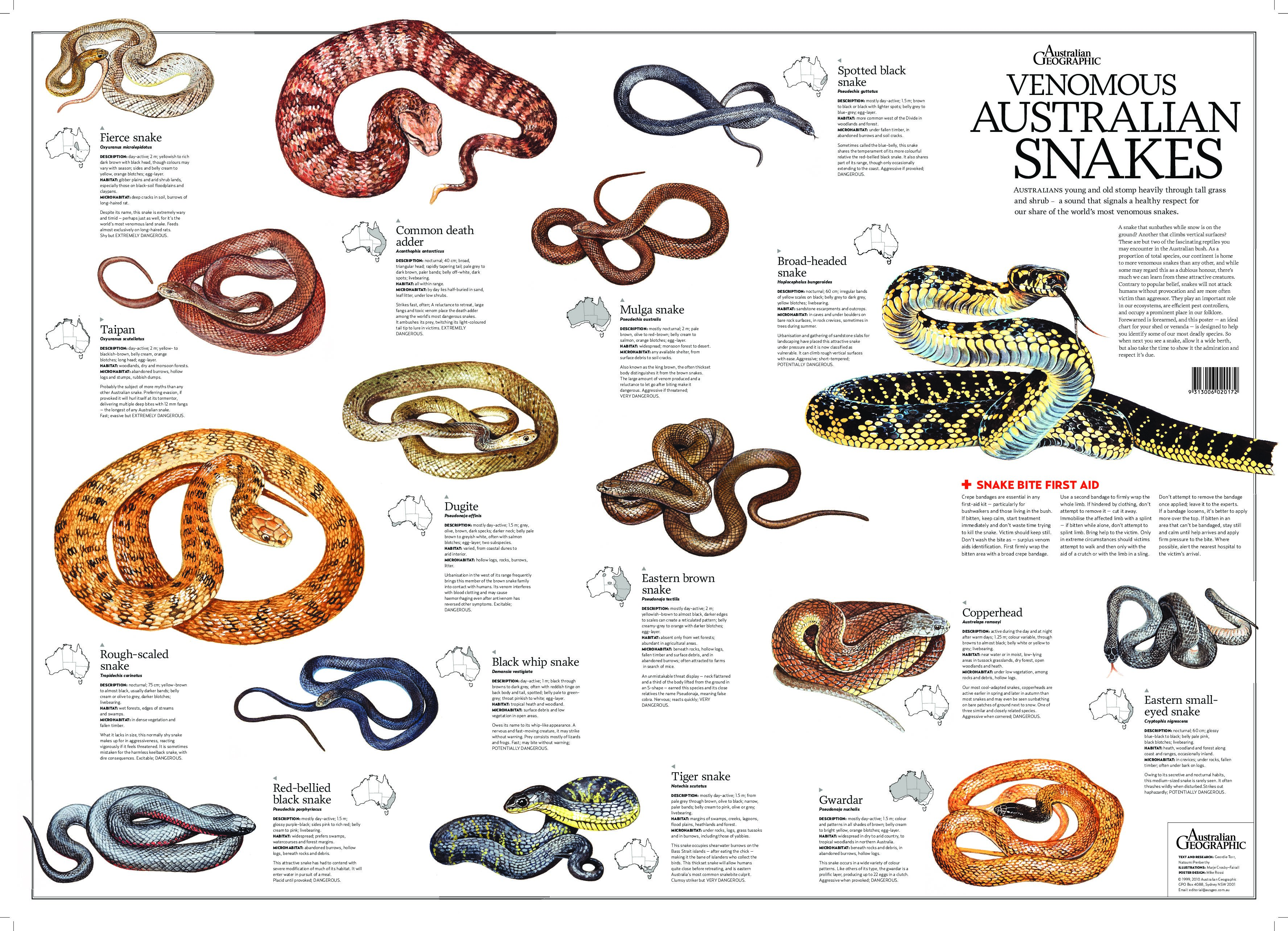 Venomous Australian Snakes Poster flat Australian Geographic