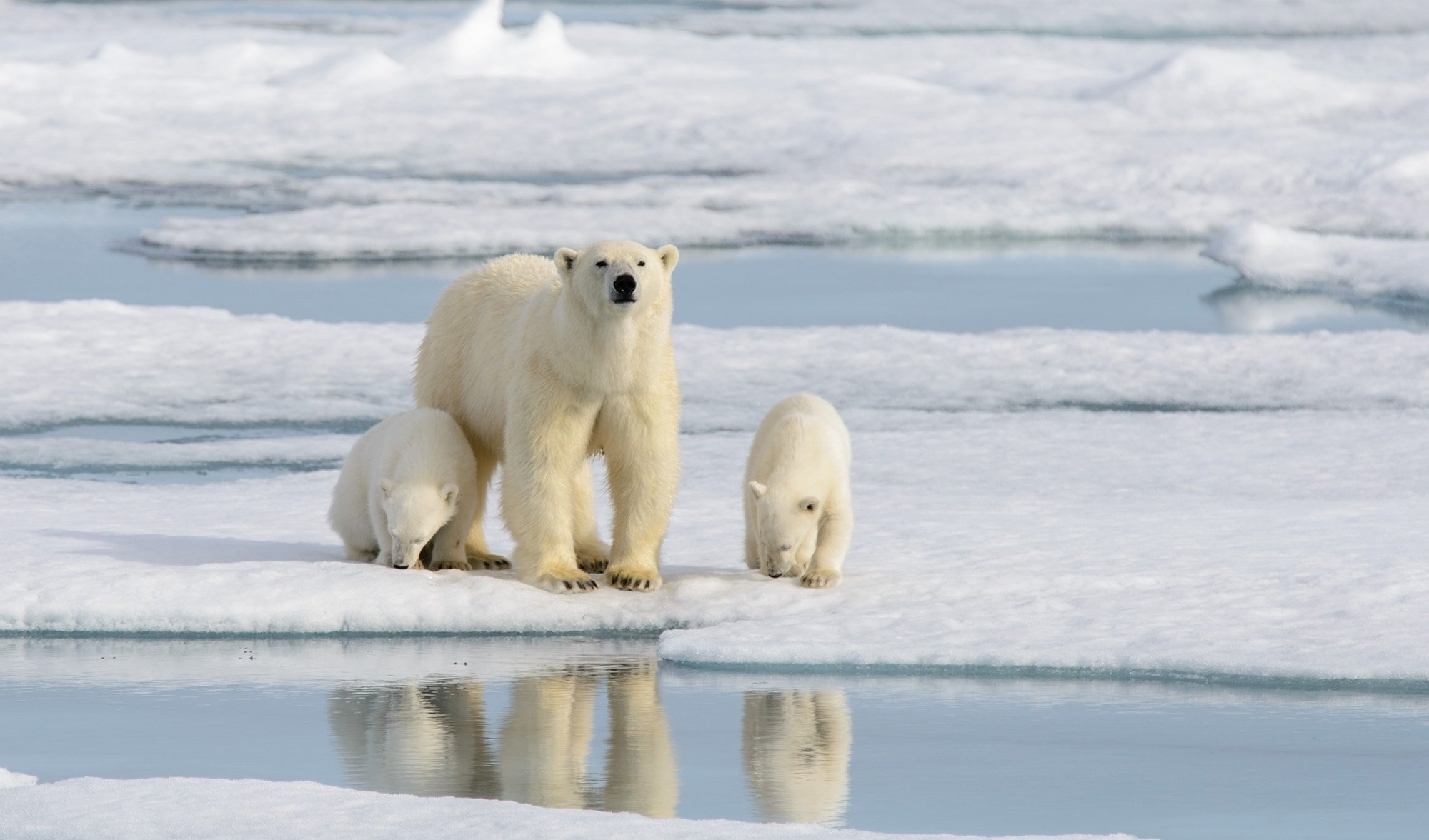 8 Reasons To Visit Arctic Destinations Svalbard And Jan Mayen