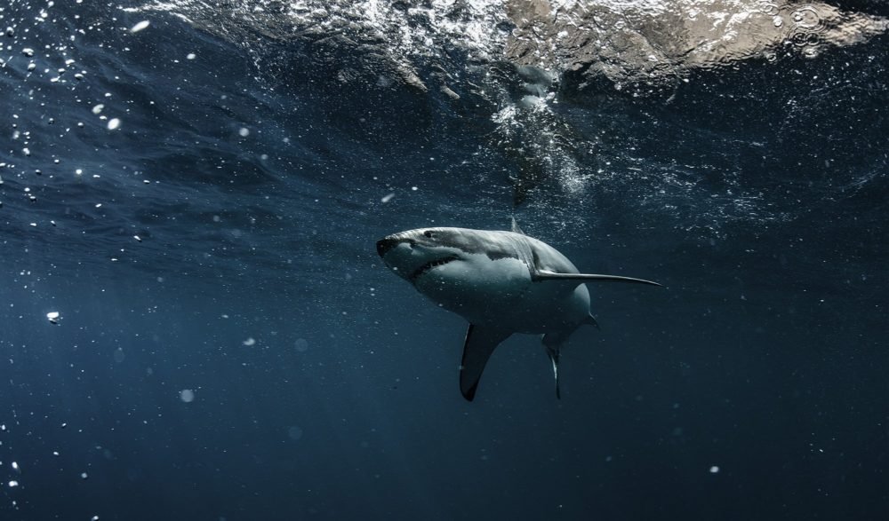 How To Make A (scientifically Accurate) Megalodon Sculpture 