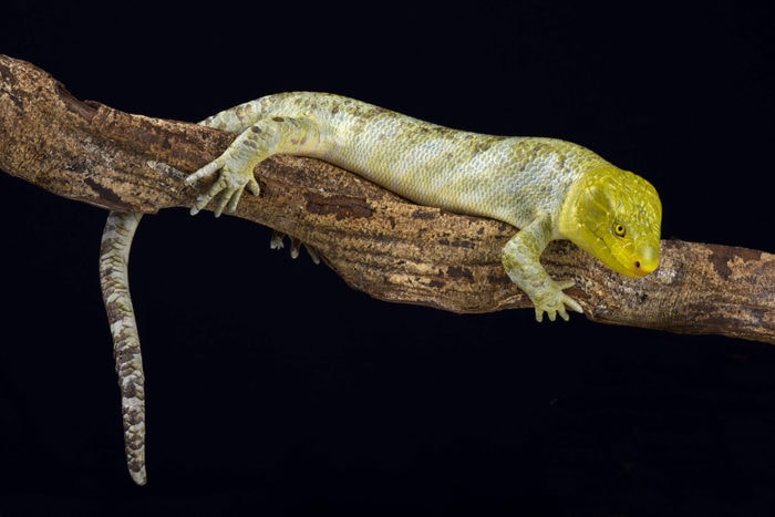 The Solomon Islands Skink Is An Absolute Unit   Solomon Island Skink 1 700x467 