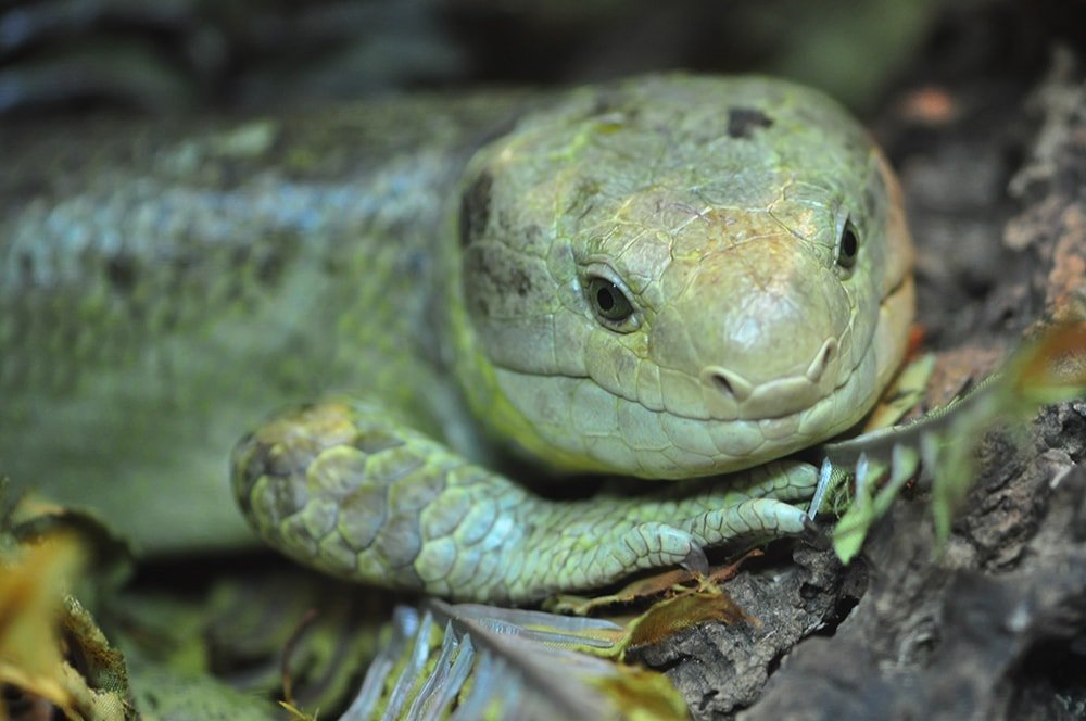 The Solomon Islands Skink Is An Absolute Unit   Solomon Island Skink 2 