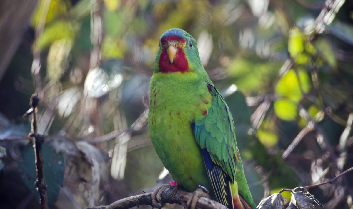 going-extinct-by-neglect-the-state-of-australia-s-threatened-birds