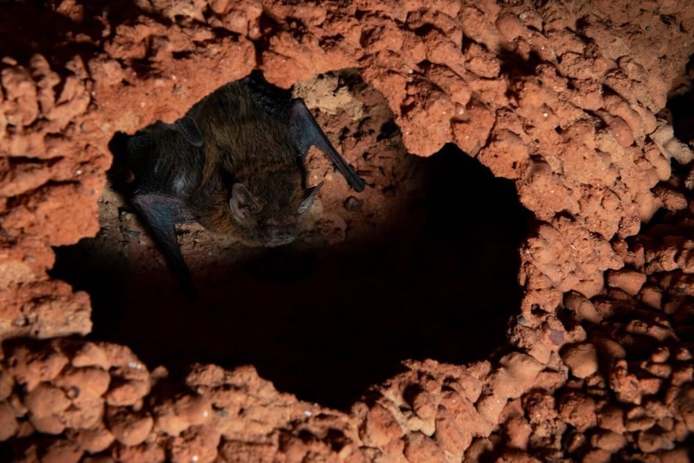 The clever bats that nest in the Great Sandy Desert