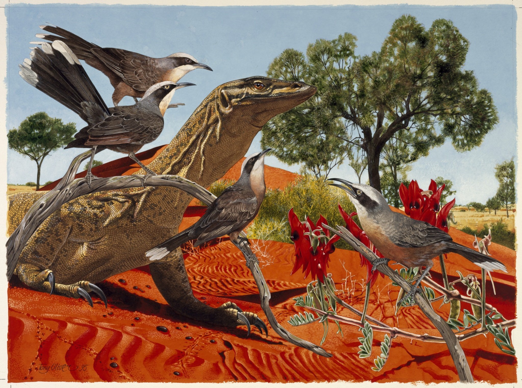 Explore 30 years of Australian Geographic calendar art