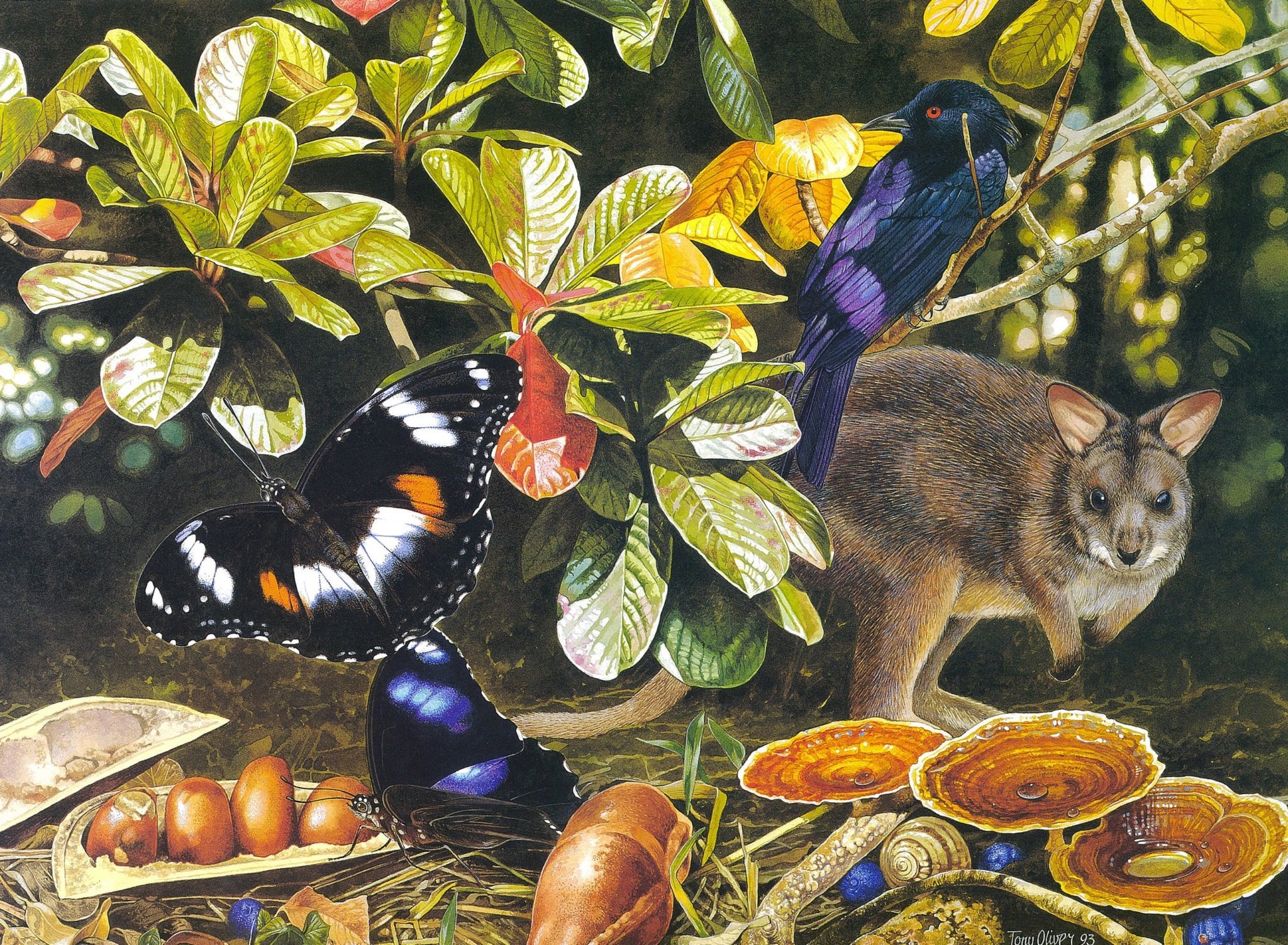 Explore 30 years of Australian Geographic calendar art