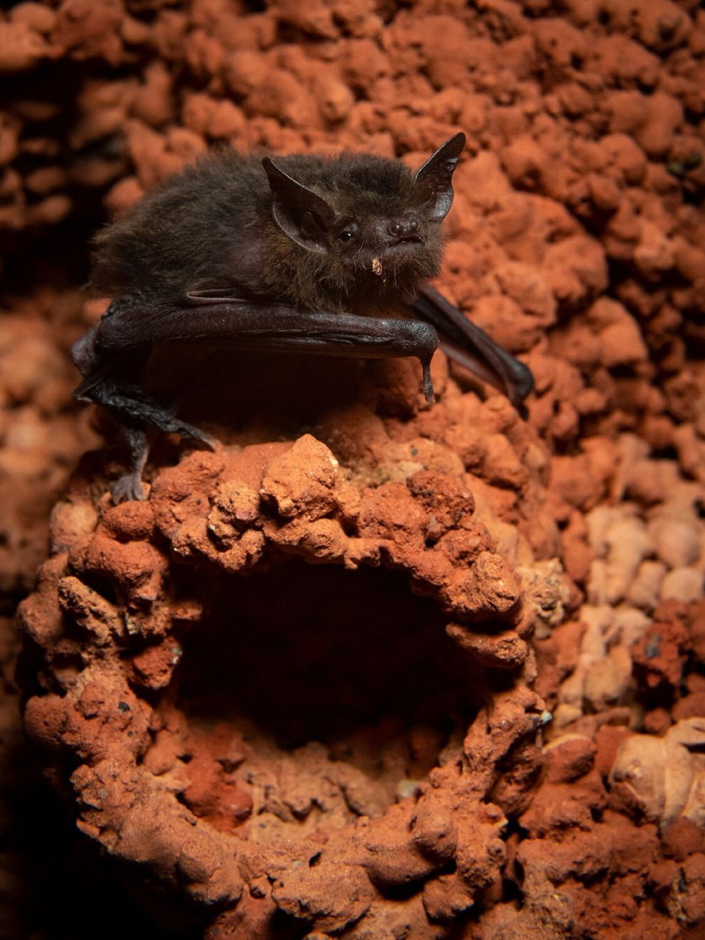 The clever bats that nest in the Great Sandy Desert