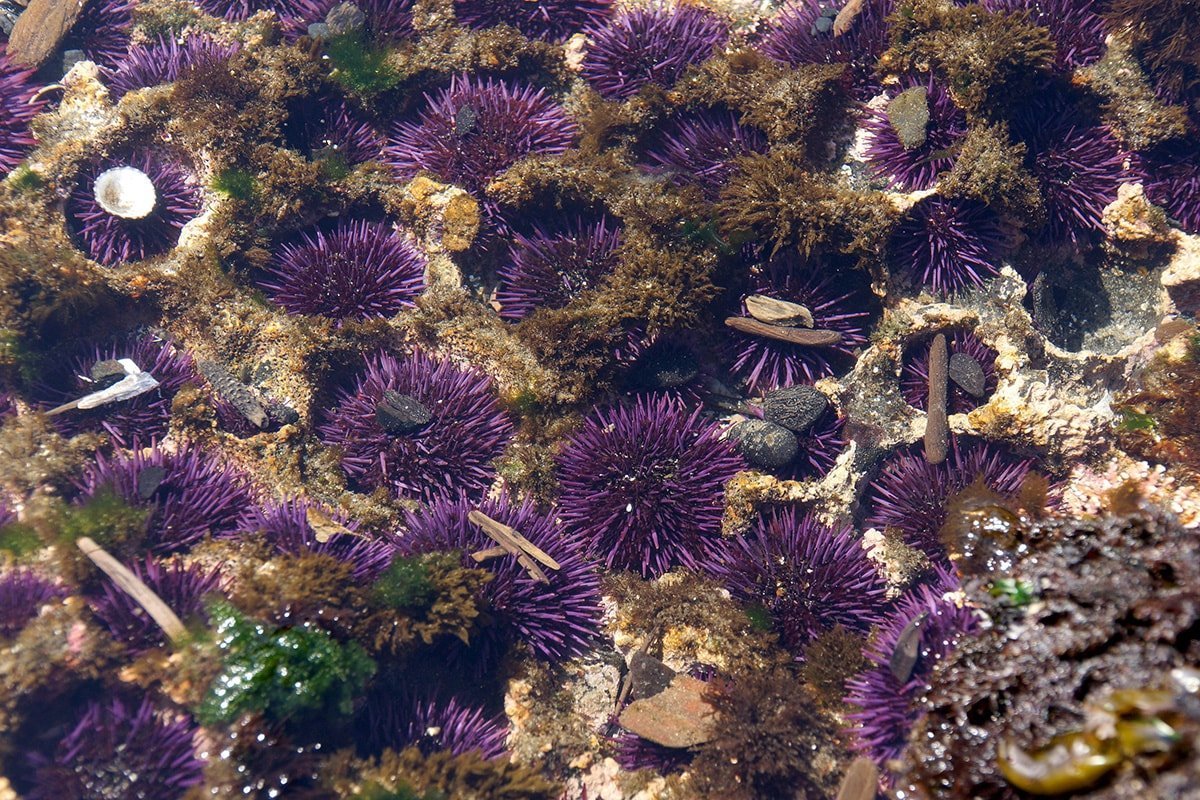 The Colourful World Of Australian Sea Urchins