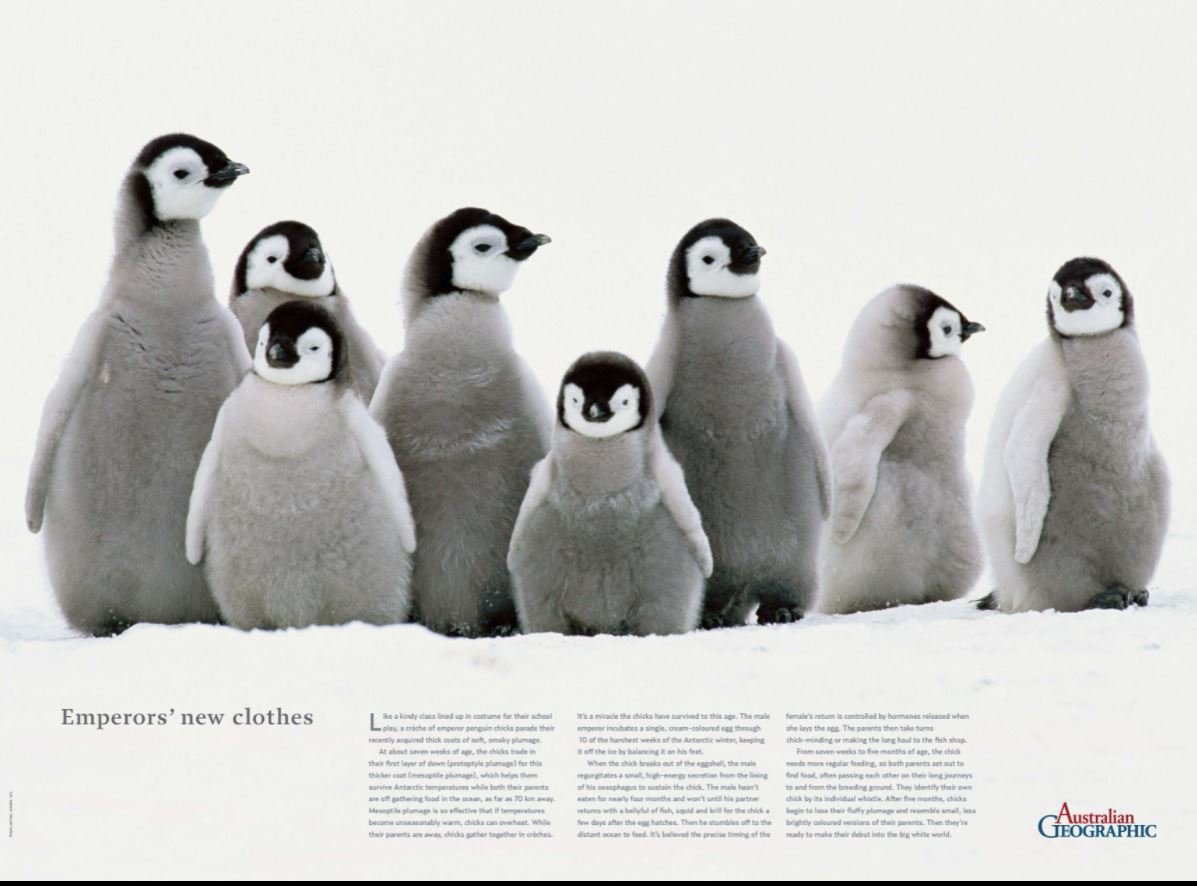 Emperor Penguin Poster (folded) - Australian Geographic