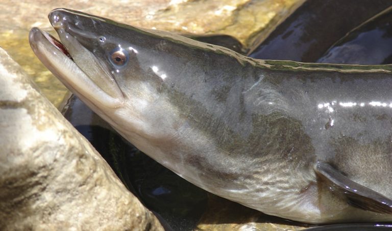 The remarkable eels of Sydney’s Centennial Park