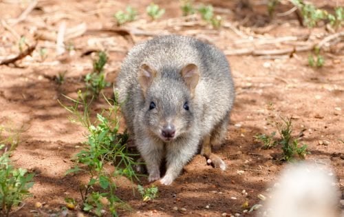 Largest ever rewilding project launched in South Australia