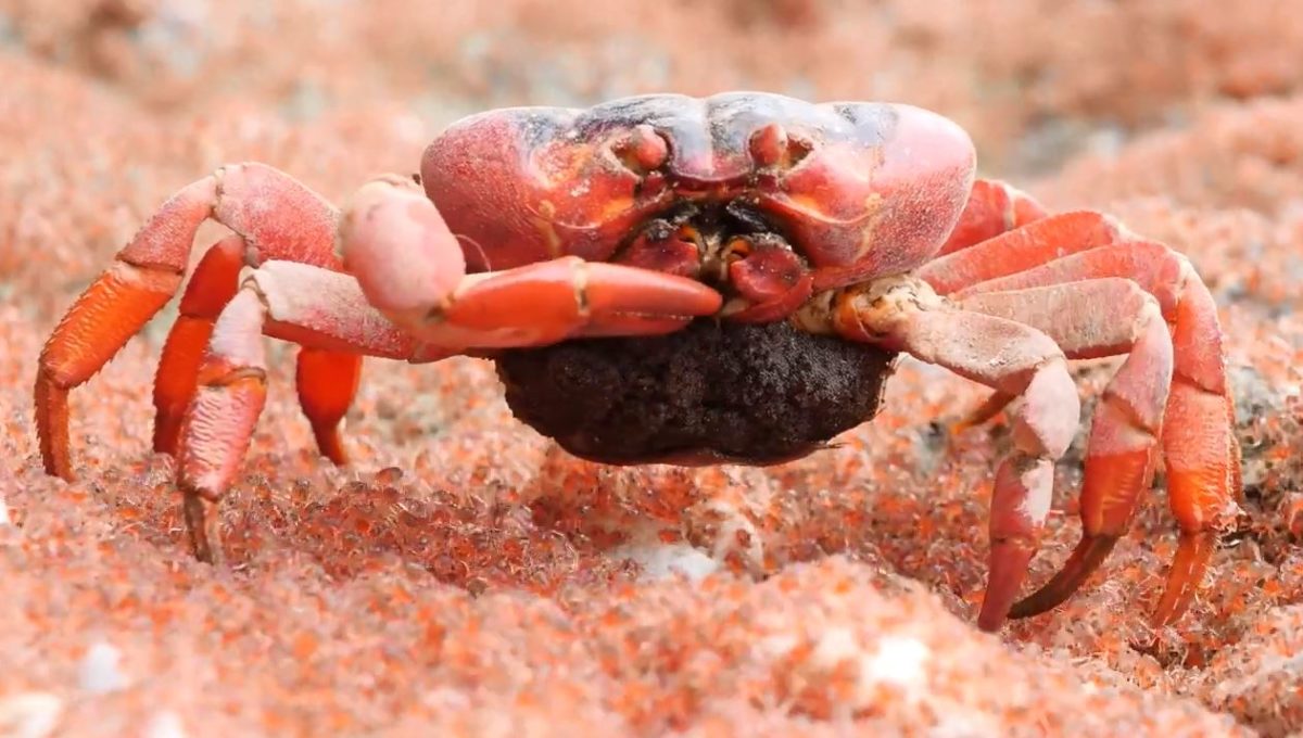 VIDEO: Christmas Island Red Crab Feasts On Young