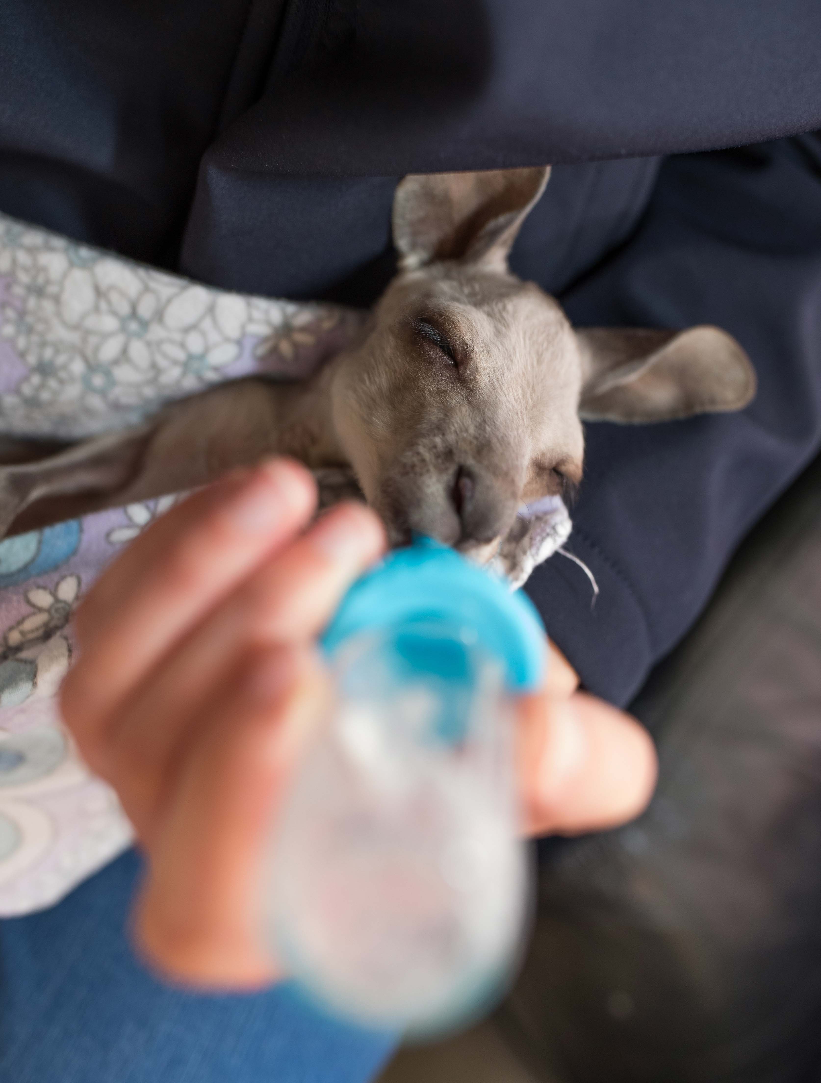 Wildlife rehab - Australian Geographic