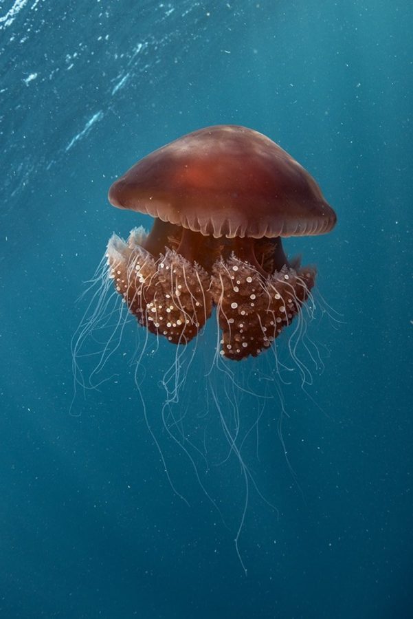 Ningaloo: Australia’s Other Coral Wonder