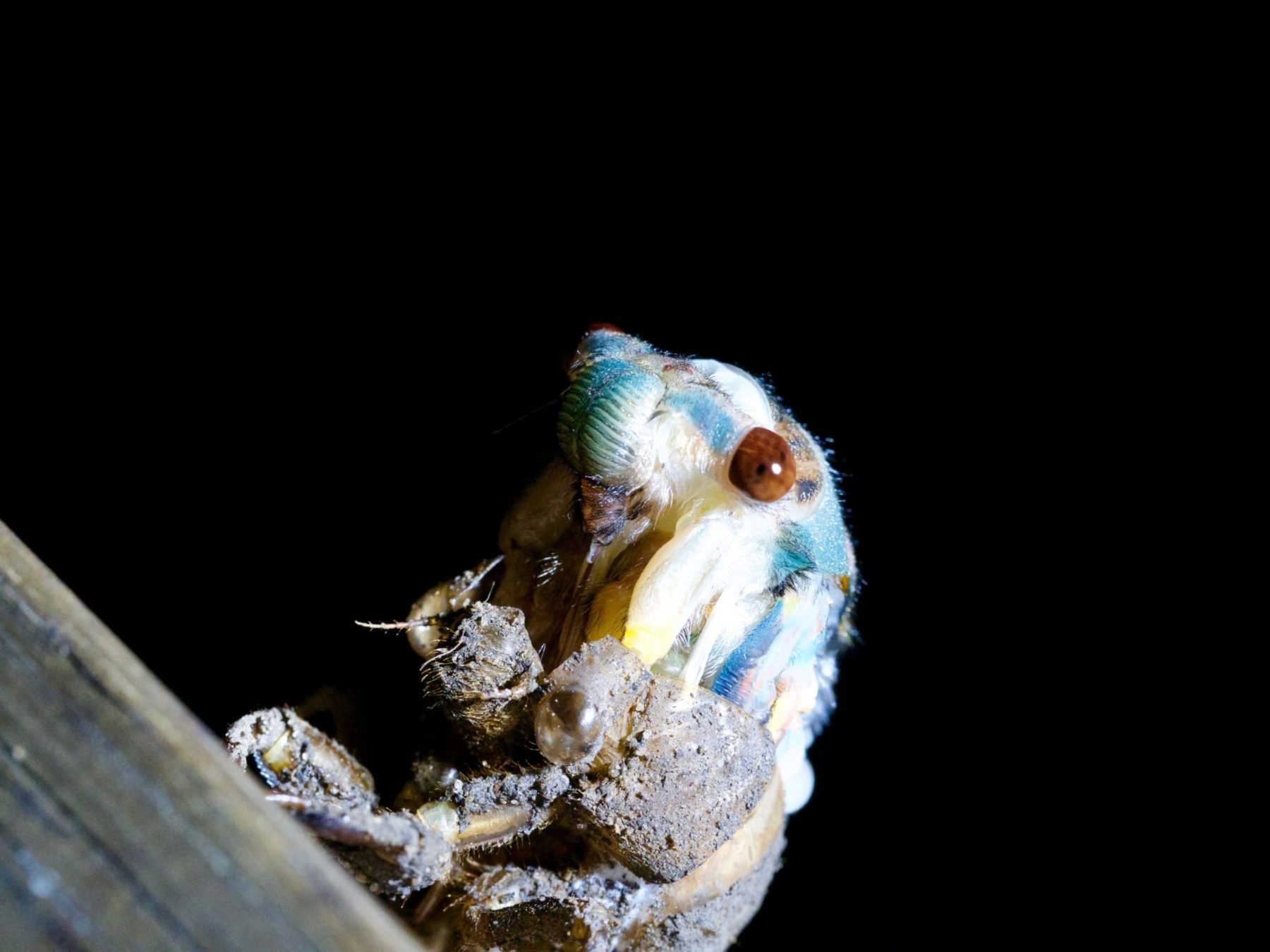 In Pictures A Cicada Sheds Its Skin